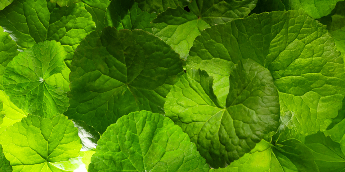 The Green Elixir: Why Centella Asiatica Might Be Your Skin’s New Best Friend
