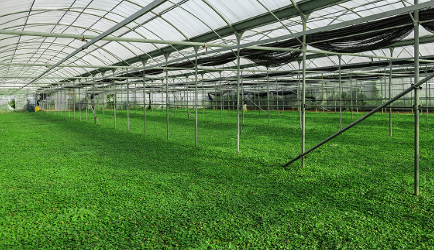 RIMAN Secures 20-Year USDA Plant Variety Protection for Breakthrough Centella Asiatica Variety: Giant BYoungPool™