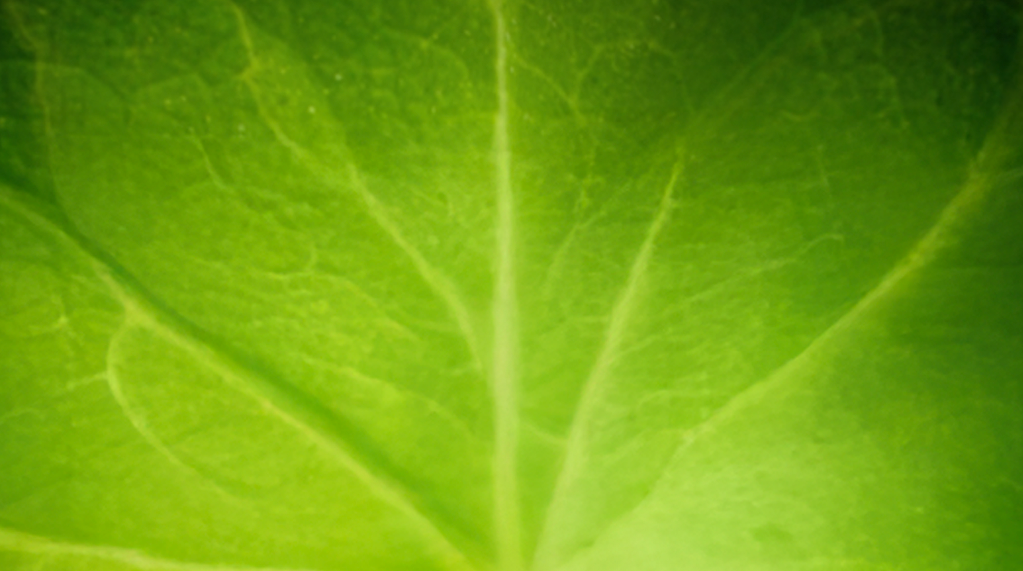 4 Heritage Ingredients Powering the Future of K-Beauty: Inside RIMAN’s Innovation