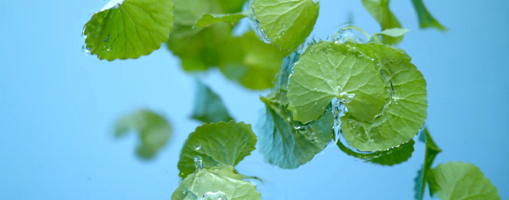 RIMAN Secures 20-Year USDA Plant Variety Protection for Breakthrough Centella Asiatica Variety: Giant BYoungPool™